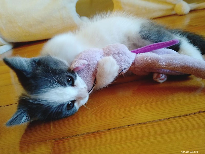 Why Does My Cat Crave Extra Attention? Understanding Their Needs and How to Help