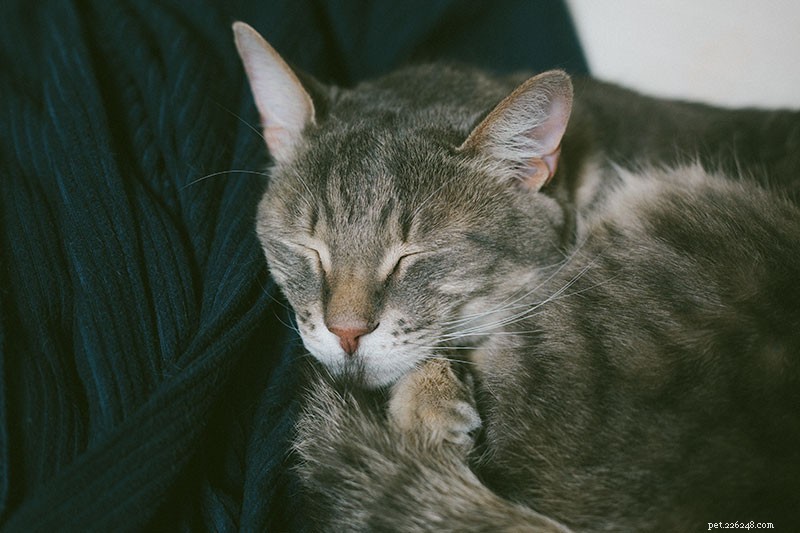 Understanding Cat Snoring: Causes, Normalcy, and Health Concerns