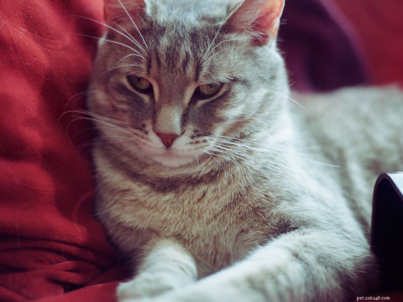 Recovered from Illness, My Cat’s Personality Changed – Expert Guidance