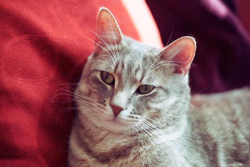 Recovered from Illness, My Cat’s Personality Changed – Expert Guidance