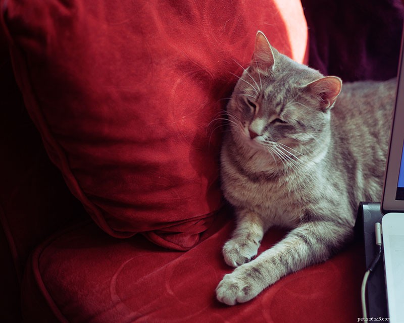 Recovered from Illness, My Cat’s Personality Changed – Expert Guidance