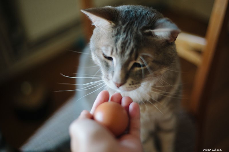 Are Eggs Safe for Cats? Raw, Scrambled, or Hard‑Boiled – What Works