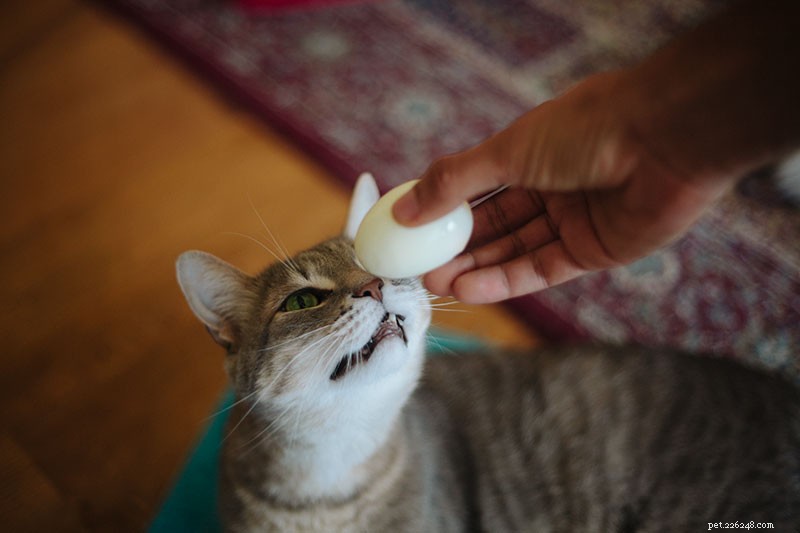 Are Eggs Safe for Cats? Raw, Scrambled, or Hard‑Boiled – What Works