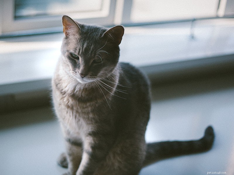 Do Cats Cry? Understanding Cat Tears and Their Emotional Expressions