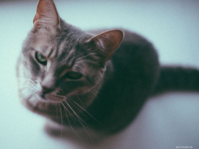 Do Cats Cry? Understanding Cat Tears and Their Emotional Expressions