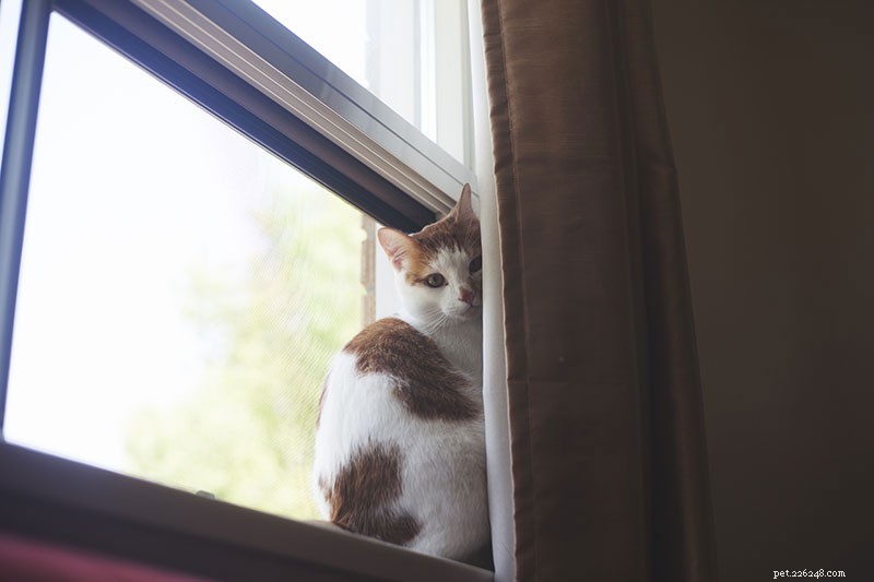 Indoor Cats: 10 Ways They Can Contract Parasites & How to Protect Them