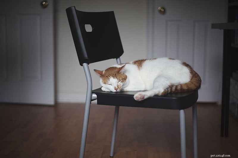 Indoor Cats: 10 Ways They Can Contract Parasites & How to Protect Them
