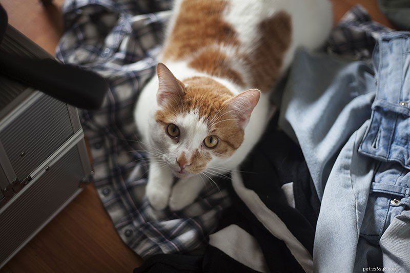 Indoor Cats: 10 Ways They Can Contract Parasites & How to Protect Them