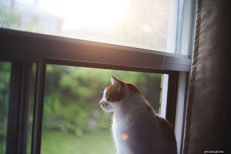 Indoor Cats: 10 Ways They Can Contract Parasites & How to Protect Them