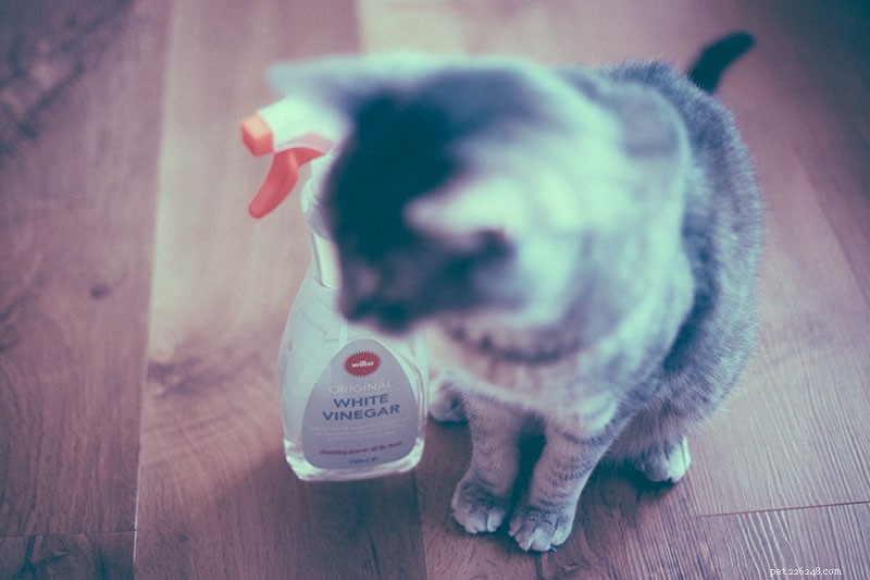 Vinegar & Cats: Safe Usage, Cleaning, and Ingestion Risks