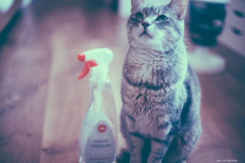 Vinegar & Cats: Safe Usage, Cleaning, and Ingestion Risks