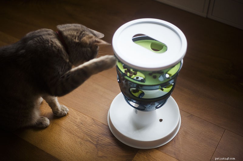 Is Your Cat Grinding Teeth? How to Spot Early Signs of Health Issues