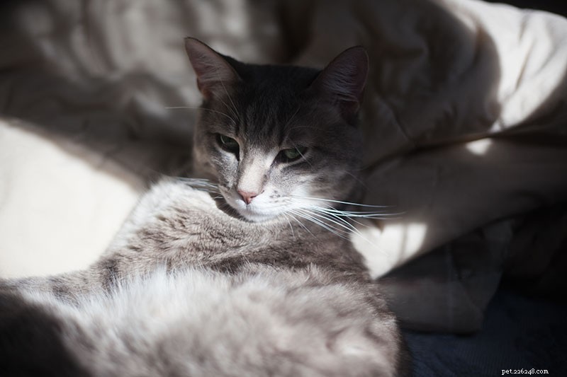 Is Your Cat Grinding Teeth? How to Spot Early Signs of Health Issues