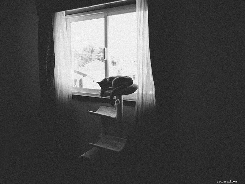 Is Your Cat Grinding Teeth? How to Spot Early Signs of Health Issues