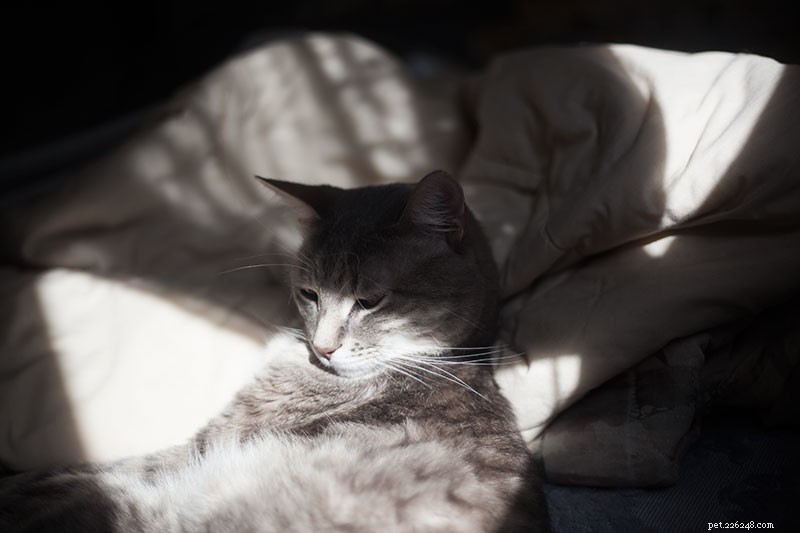 Is Your Cat Grinding Teeth? How to Spot Early Signs of Health Issues