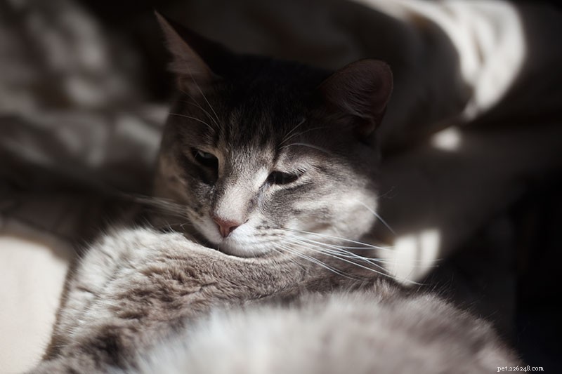 Is Your Cat Grinding Teeth? How to Spot Early Signs of Health Issues