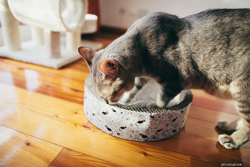 Understanding Cat Nail Biting: Causes, Concerns, and Care Tips