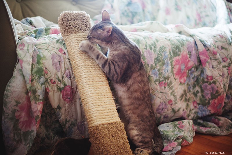 Understanding Cat Nail Biting: Causes, Concerns, and Care Tips