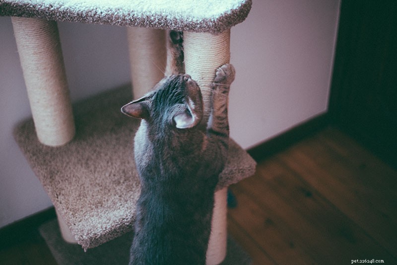 Understanding Cat Nail Biting: Causes, Concerns, and Care Tips