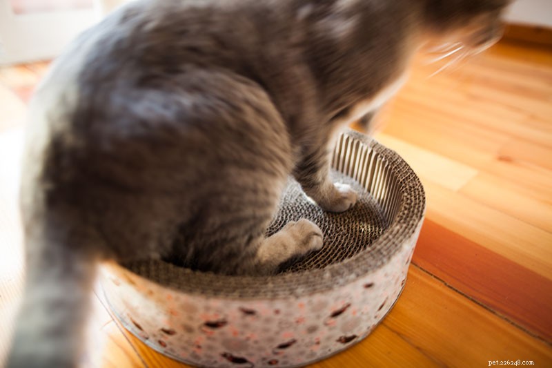 Understanding Cat Nail Biting: Causes, Concerns, and Care Tips