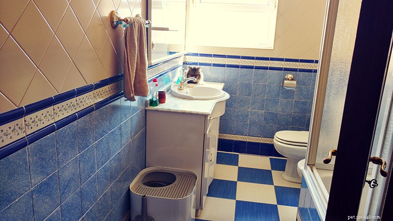 Why Do Cats Lick Soap? Insights, Causes, and Prevention Tips