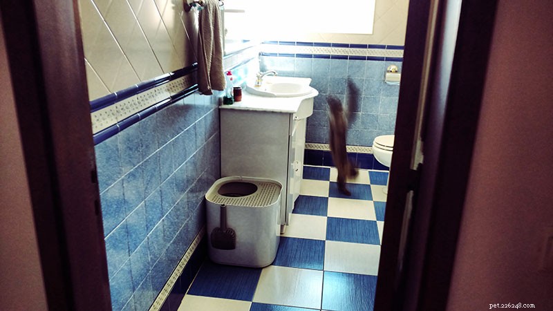 Why Do Cats Lick Soap? Insights, Causes, and Prevention Tips