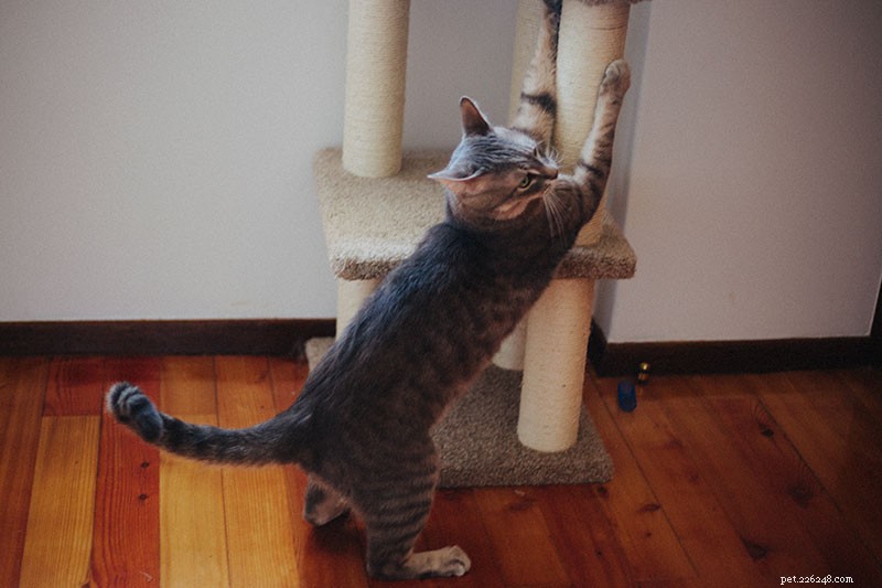 The Essential Guide to Cat Scratching: 7 Key Benefits for Your Feline