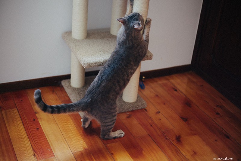 The Essential Guide to Cat Scratching: 7 Key Benefits for Your Feline