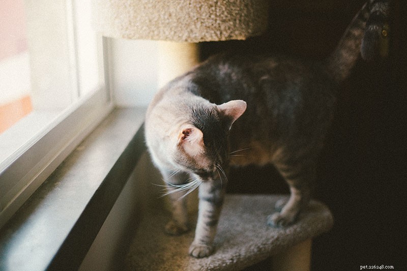 The Essential Guide to Cat Scratching: 7 Key Benefits for Your Feline