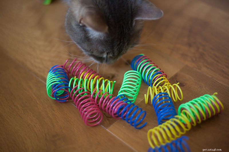 How Much Play Do Cats Need? Ideal Frequency, Duration, and Tips for Healthy, Happy Cats