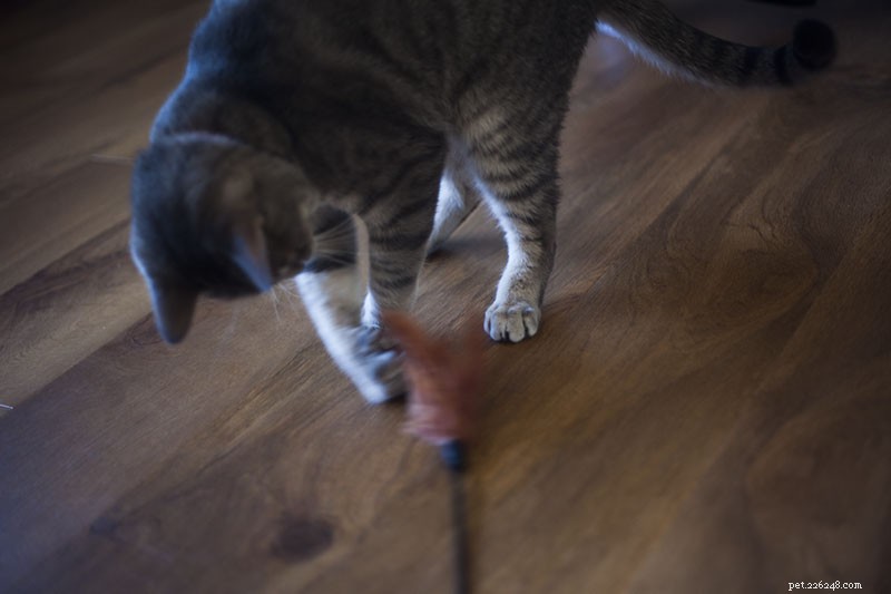 How Much Play Do Cats Need? Ideal Frequency, Duration, and Tips for Healthy, Happy Cats