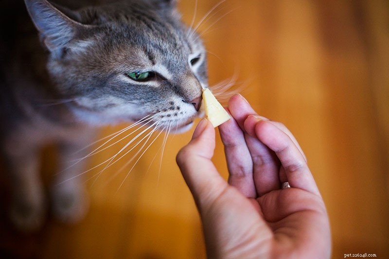 Can Cats Safely Eat Cheese? A Practical Guide to Types, Portions, and Health Tips