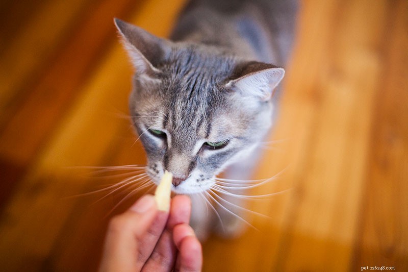 Can Cats Safely Eat Cheese? A Practical Guide to Types, Portions, and Health Tips