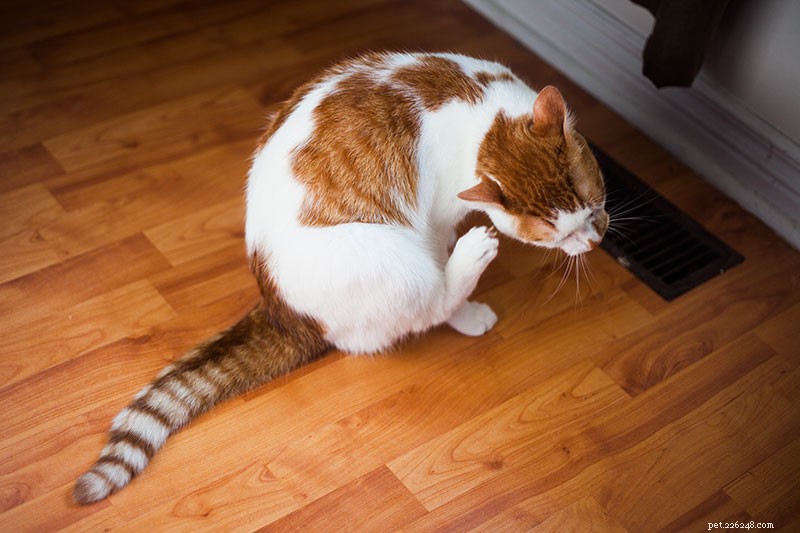 Cat Barbering Explained: Why Your Cat Over‑Grooms and How to Stop It