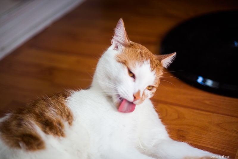 Cat Barbering Explained: Why Your Cat Over‑Grooms and How to Stop It