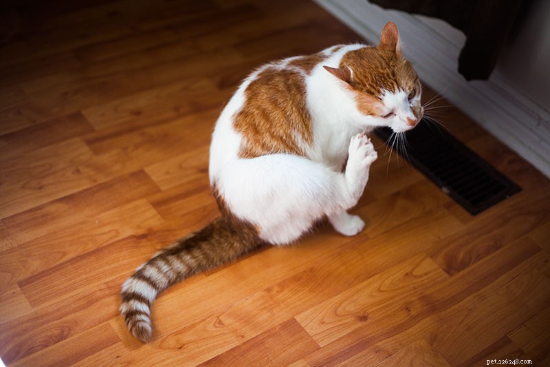 Cat Barbering Explained: Why Your Cat Over‑Grooms and How to Stop It