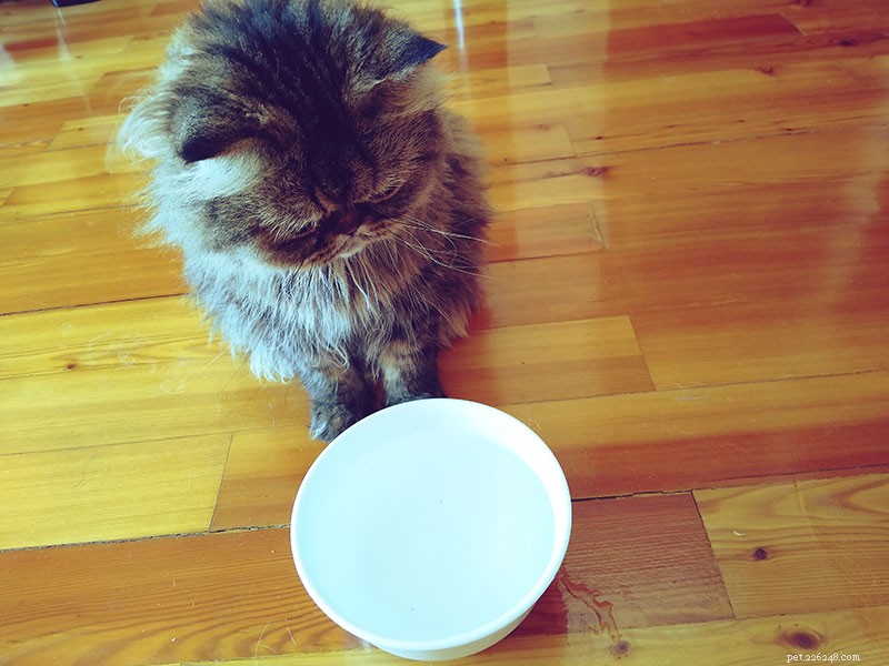 Why Cats Drink Milk—and What It Means for Their Health