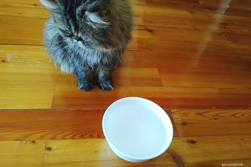 Why Cats Drink Milk—and What It Means for Their Health