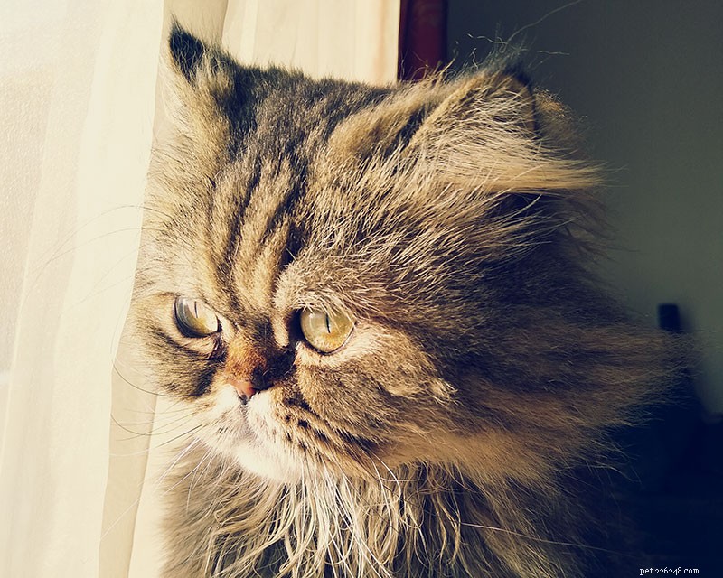 How to Tell When Your Cat Is Nearing the End: Key Signs and When to Say Goodbye