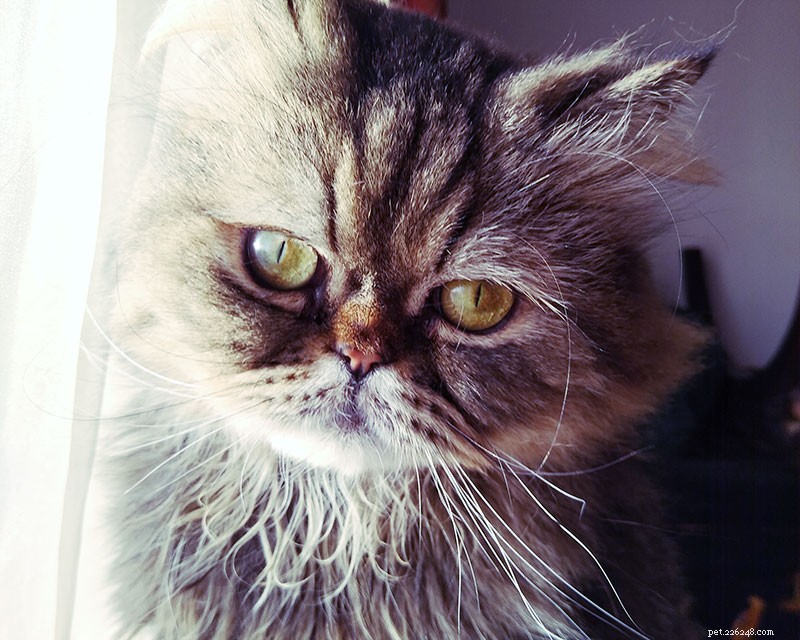 How to Tell When Your Cat Is Nearing the End: Key Signs and When to Say Goodbye