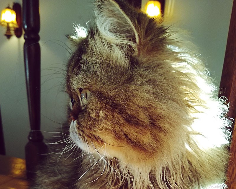 How to Tell When Your Cat Is Nearing the End: Key Signs and When to Say Goodbye