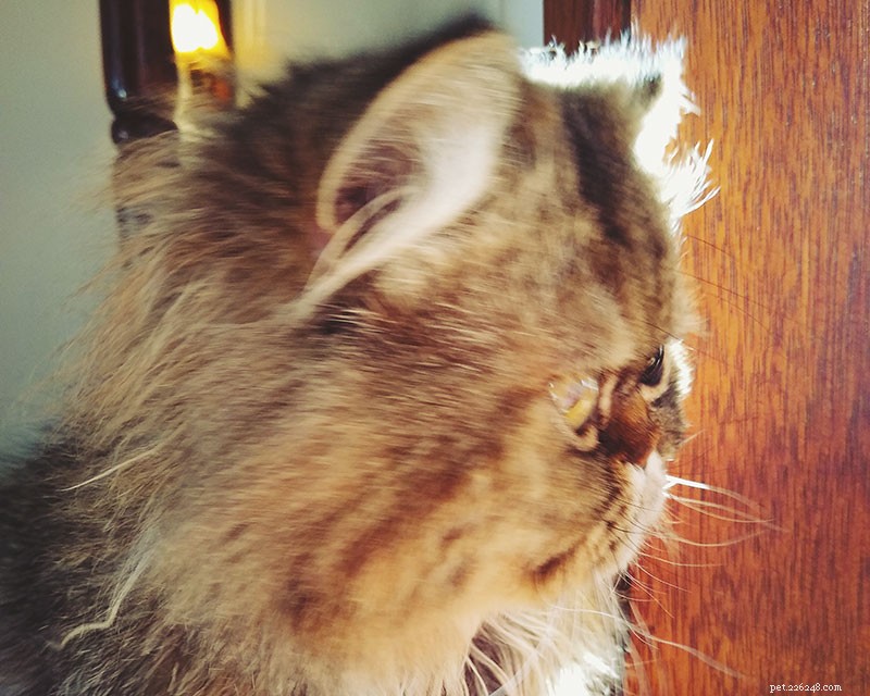 How to Tell When Your Cat Is Nearing the End: Key Signs and When to Say Goodbye