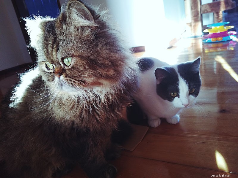 How Often Should You Take Your Cat to the Vet? A Pro Owner’s Guide