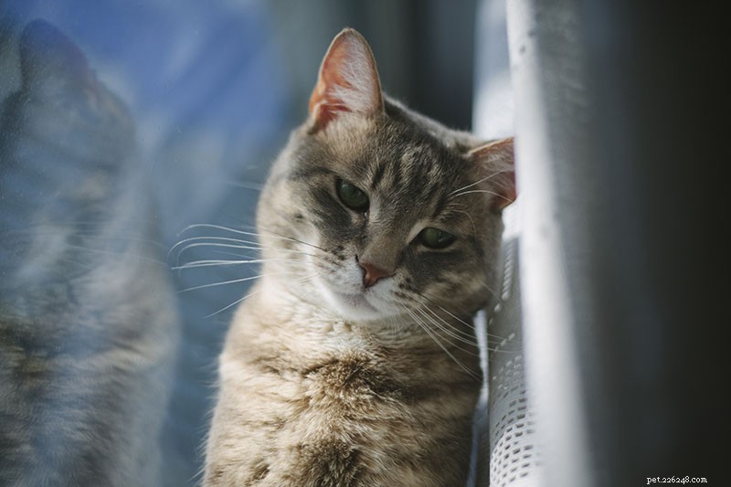 How Often Should You Take Your Cat to the Vet? A Pro Owner’s Guide