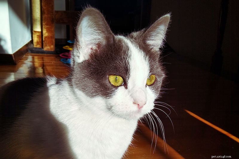 How Often Should You Take Your Cat to the Vet? A Pro Owner’s Guide