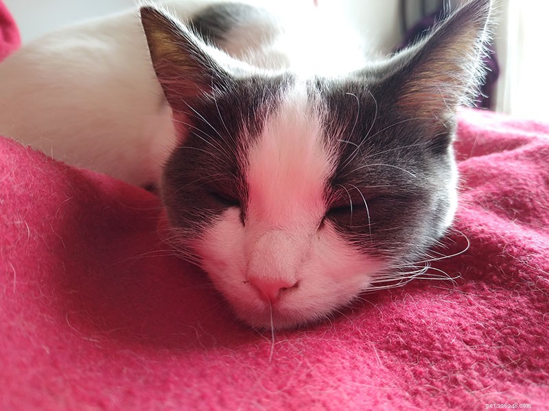 How Often Should You Take Your Cat to the Vet? A Pro Owner’s Guide