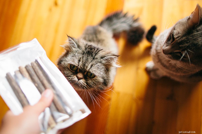 Stop Cat Food Theft: Proven Tips to Keep Your Felines from Stealing Each Other’s Meals