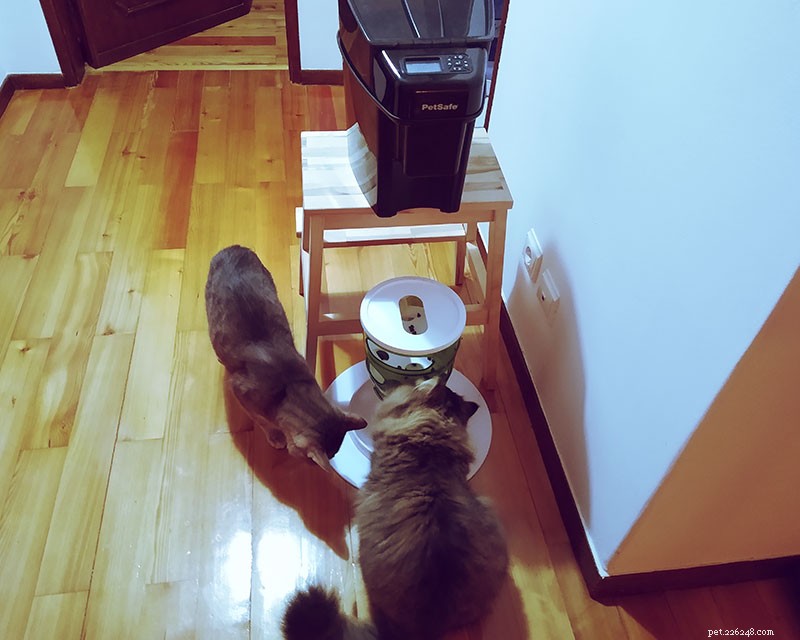 Stop Cat Food Theft: Proven Tips to Keep Your Felines from Stealing Each Other’s Meals