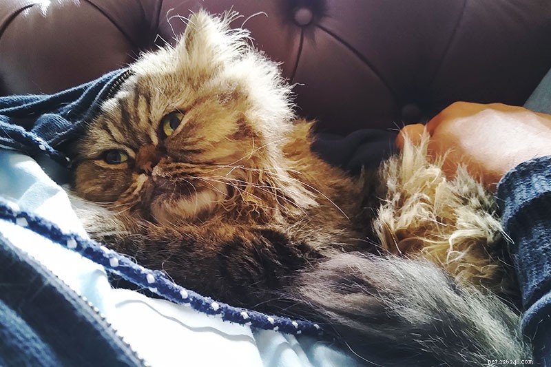 Cat Peeing on You? 11 Expert-Backed Causes and How to Resolve Them