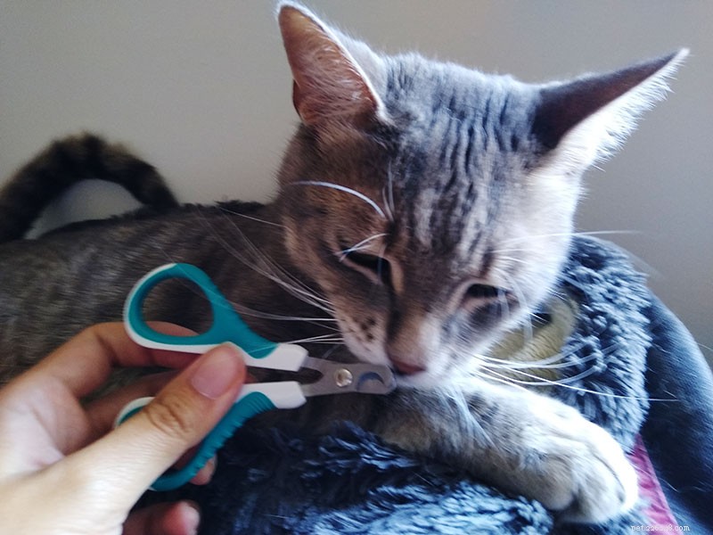 Cat Nail Splits During Trimming: Safe Steps to Take